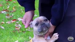 Check spelling or type a new query. Dayspring French Bulldog Puppies