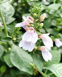 Image result for Justicia petiolaris