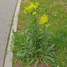 Image result for Berlinia orientalis