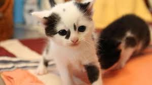 Weissenhorn Katzenbabys Erobern Das Tierheim Neu Ulmer Zeitung
