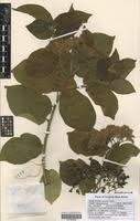 Image result for Ehretia cymosa