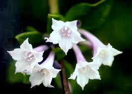 Image result for Sphaeranthus gazaensis