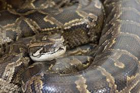 Jenis ular ini dianggap sebagai salah satu ular paling mematikan di dunia, dengan sekitar tujuh spesies berbeda membentuk genus keseluruhannya. Daftar 10 Ular Terbesar Di Dunia Piton Atau Anakonda