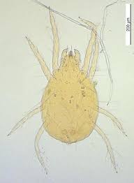 Image result for Tetranychidae grapevine