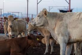 Reabren exportación de ganado a EU tras más de un año