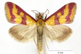 Image result for Pyrausta sanguinalis