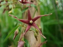 Image result for Vincetoxicum monticola