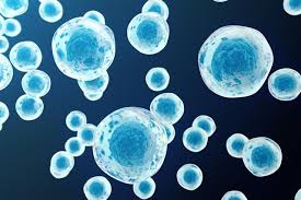 Check spelling or type a new query. A Labeled Diagram Of The Animal Cell And Its Organelles Biology Wise