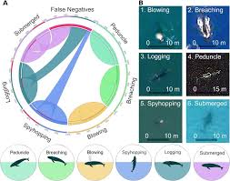 The animal cell diagram on the free worksheet will teach students to identify the function of the major parts of the animal cell. Impact Of Whale Postures Or Behaviour On The Performance Of The Step 1 Download Scientific Diagram