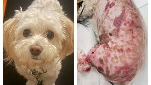 Fundraiser by Blair Everett : My Dog who was Viciously Attacked by 2 Pit  Bulls