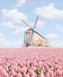 Salah satu simbol dari negara belanda adalah bunga tulip. O Xrhsths Traveloka Indonesia Sto Twitter Taman Bunga Tulip Di Belanda Ada Yang Punya Wishlist Ke Sini