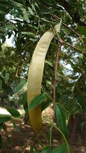 Image result for Tragia kirkiana