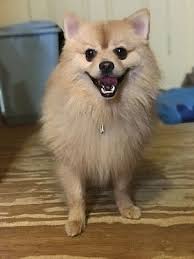 If you are looking to adopt a puppy ? Bennington Vt Pomeranian Meet Mr D Poma A Pet For Adoption