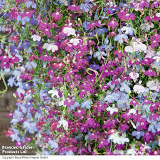 Image result for lobelia combine composition