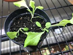 Check spelling or type a new query. What Is Wrong With My Lettuce Growing Indoors Under Lights