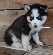 Shepskies are mixed breed dogs. Siberian Husky Dog Breed Information And Pictures