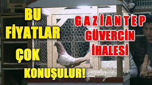 Siverek Te Guvercin Ihalesi Youtube