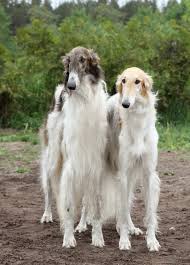 This is a wonderful breed that is gentle and sweet. Borzoi Mix Online