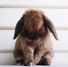Check spelling or type a new query. Pin On Animals