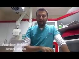 Kedi Ve Kopeklerde Ishalin Nedeni Ve Tedavisi Youtube
