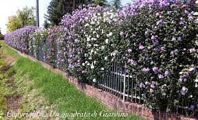 Quella fiorita, invece, vi garantisce una buona resa ornamentale sia in primavera che in estate, però durante l'inverno diventerà spoglia. Siepe Di Ibisco Hibiscus Syriacus Siepe Decidua Ma Molto Fiorita Un Quadrato Di Giardino