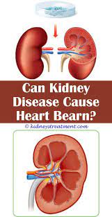 Chronic Kidney Disease Protein Kidney Disease Symptoms Kidney Disease Polycystic Kidney Disease