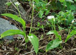 Image result for Allium ursinum