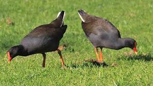 Pin On Australian Birds