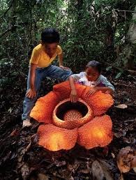 Pin On Garden Ideas