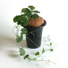 Image result for Cyclantheropsis parviflora