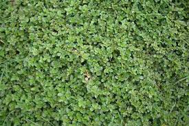 Image result for Alternanthera pungens