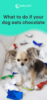 Help My Dog Ate Chocolate Now What Do I Do Dog Ate Chocolate Dogs Dog Eating