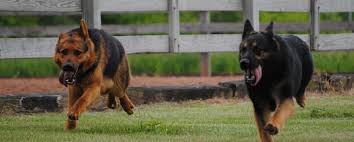 The german shepherd has a natural intelligence always reward your dog with treats and positive reinforcement. Foxwood Kennels Home