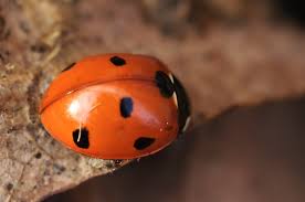 It is reddish with black spots, has a shiny, round, domed body, a flat underside, and tiny antennae. Seven Spotted Ladybird Arthropods In Your Schoolyard Inaturalist