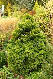 Image result for Cryptomeria