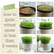 How To Grow Wheat Grass In 2 Weeks Or Less 320 Sycamore Growing Wheat Growing Wheat Grass Wheat Grass