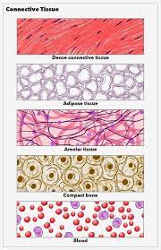 Connective tissue has large amounts of nonliving material between the cells. Anatomy Connective Tissue Article