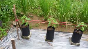 Penanaman padi di sedeh lenjen masih dilakukan dengan cara tradisional sehingga memerlukan usaha keras dan waktu yang lebih lama. 4 Macam Bahan Organik Untuk Media Tanam Cabai By Kebun Organik