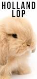 Image result for how much are holland lop rabbits