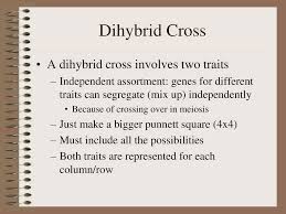 Filling the forms involves giving instructions to your assignment. Are You Dominate Or Recessive Ppt Download