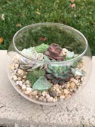 Small Glass Terrarium With Succulents Kit To Make Terrarium Etsy Glass Terrarium Containers Terrarium Succulent Terrarium
