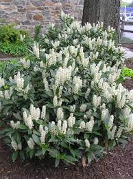 I am referring to cherry laurels (of which the otto luyken cultivar is heavily used) and skip laurels. Pin By Sharon Griscom On Plants Perennials And Shrubs Evergreen Plants Cherry Laurel Plants