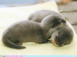 Have A Baby Otter As A Pet Cute Animals Cute Baby Animals Baby Animals
