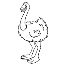 Á Dibujos De Avestruz Video Hermosos Avestruz Animados Á¶áµá´¥áµá¶ Dibujos para dibujar paso a paso. á dibujos de avestruz video hermosos