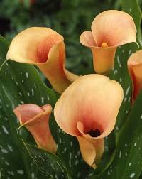 Image result for Zantedeschia