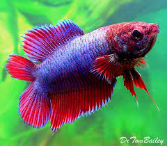 Female Betta Fish For Sale At Aquariumfish Net Betta Fish Betta Betta Aquarium