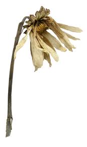 Pin By Jo On Nature Wilted Flowers Flowers Image