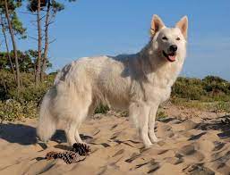 domaine de sally boisemont 95 chien de traineau choisir son chien chiot