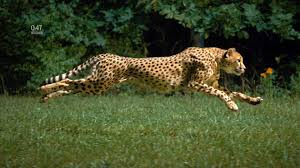 World S Fastest Runner Cheetah Video From National Geographic Cheetah Photos Animals Cheetah Pictures