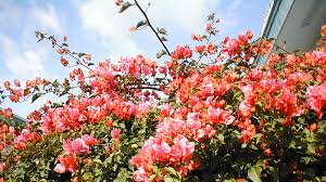 Every yard and garden has a special place for a bougainvillea. Gardening Bougainvillea In Bloom